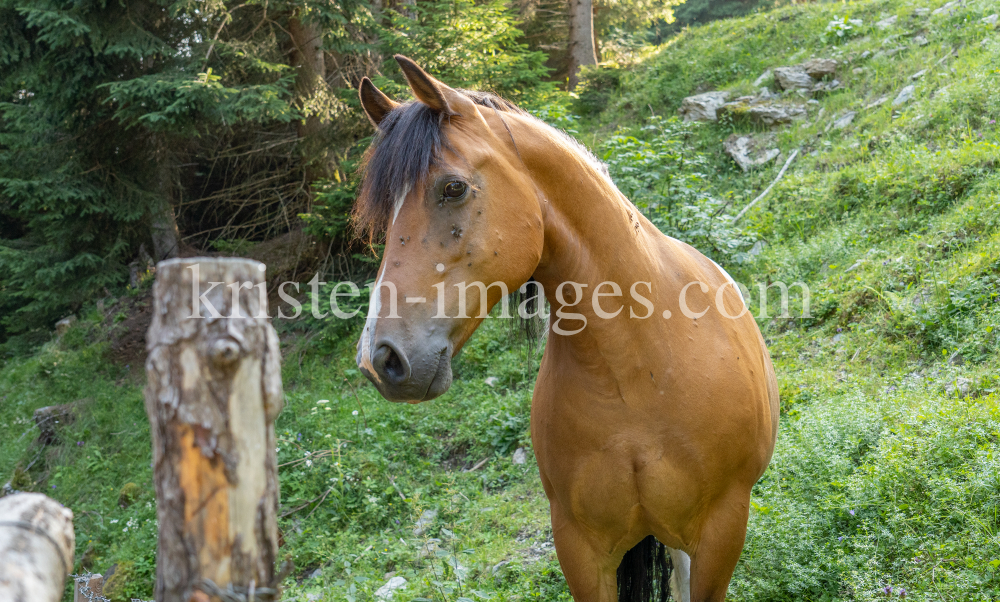 Pferd auf der Almwiese / Arztal, Ellbögen, Tirol, Österreich by kristen-images.com