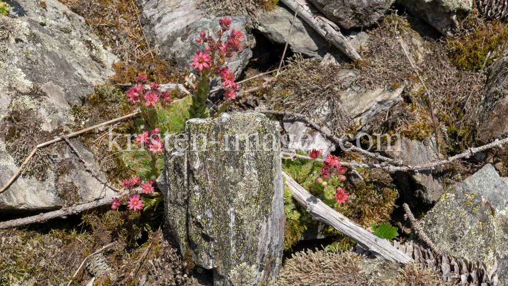 Spinnweb-Hauswurz / Arztal, Ellbögen, Tirol, Österreich by kristen-images.com