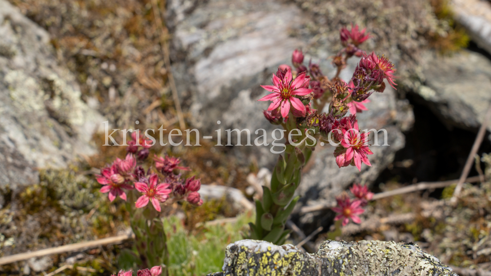 Spinnweb-Hauswurz / Arztal, Ellbögen, Tirol, Österreich by kristen-images.com