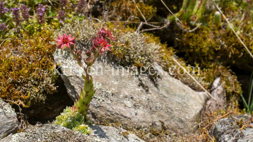 Spinnweb-Hauswurz / Arztal, Ellbögen, Tirol, Österreich by kristen-images.com