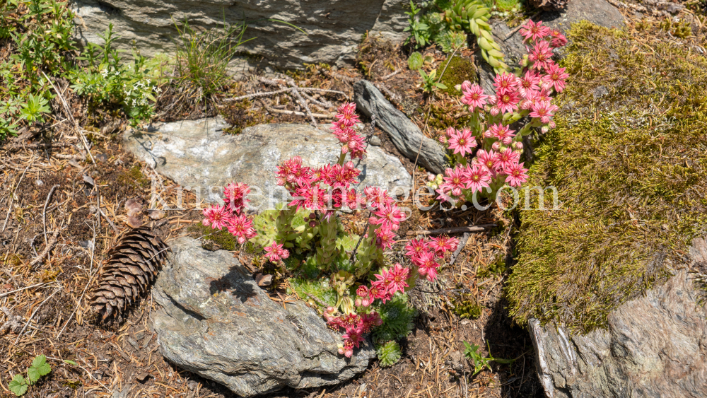 Spinnweb-Hauswurz / Arztal, Ellbögen, Tirol, Österreich by kristen-images.com