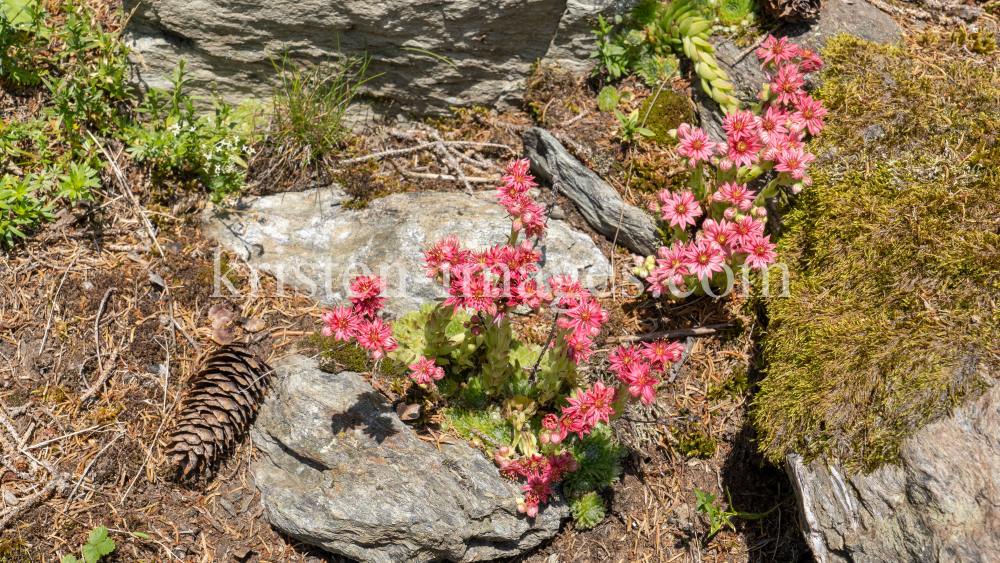 Spinnweb-Hauswurz / Arztal, Ellbögen, Tirol, Österreich by kristen-images.com