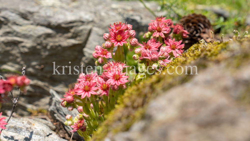 Spinnweb-Hauswurz / Arztal, Ellbögen, Tirol, Österreich by kristen-images.com