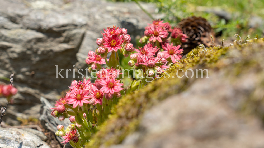 Spinnweb-Hauswurz / Arztal, Ellbögen, Tirol, Österreich by kristen-images.com