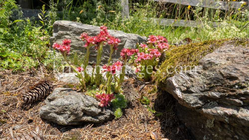 Spinnweb-Hauswurz / Arztal, Ellbögen, Tirol, Österreich by kristen-images.com