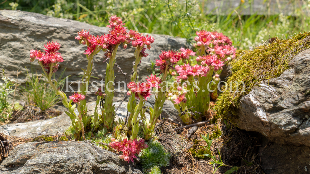 Spinnweb-Hauswurz / Arztal, Ellbögen, Tirol, Österreich by kristen-images.com