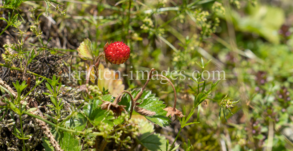 Wald-Erdbeere / Arztal, Ellbögen, Tirol, Österreich by kristen-images.com