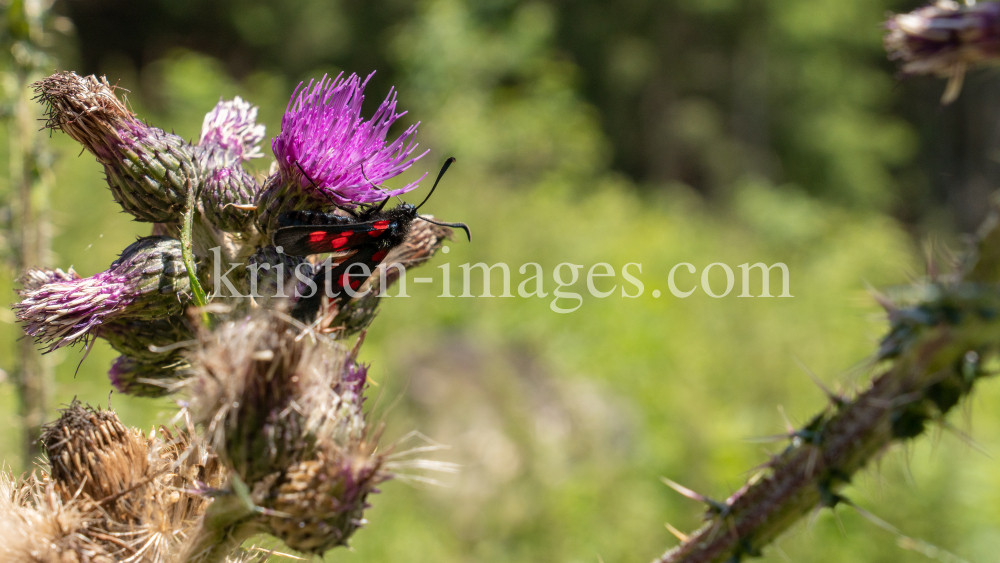 Distel, Schmetterling / Arztal, Ellbögen, Tirol, Österreich by kristen-images.com