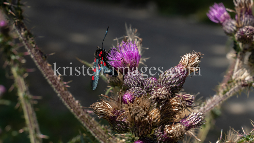 Distel, Schmetterling / Arztal, Ellbögen, Tirol, Österreich by kristen-images.com