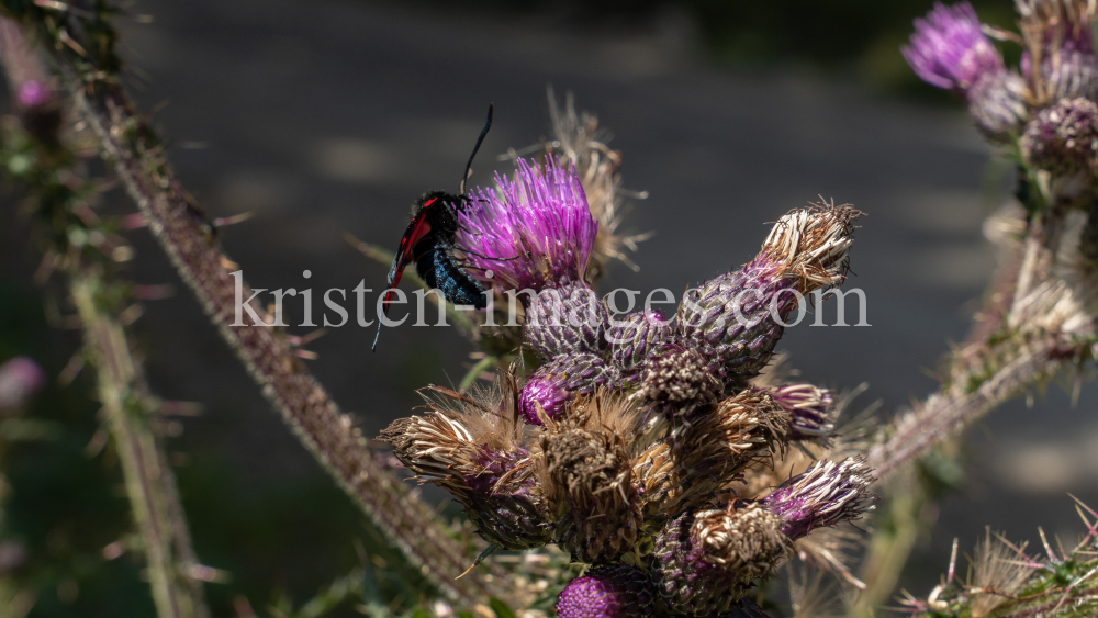 Distel, Schmetterling / Arztal, Ellbögen, Tirol, Österreich by kristen-images.com