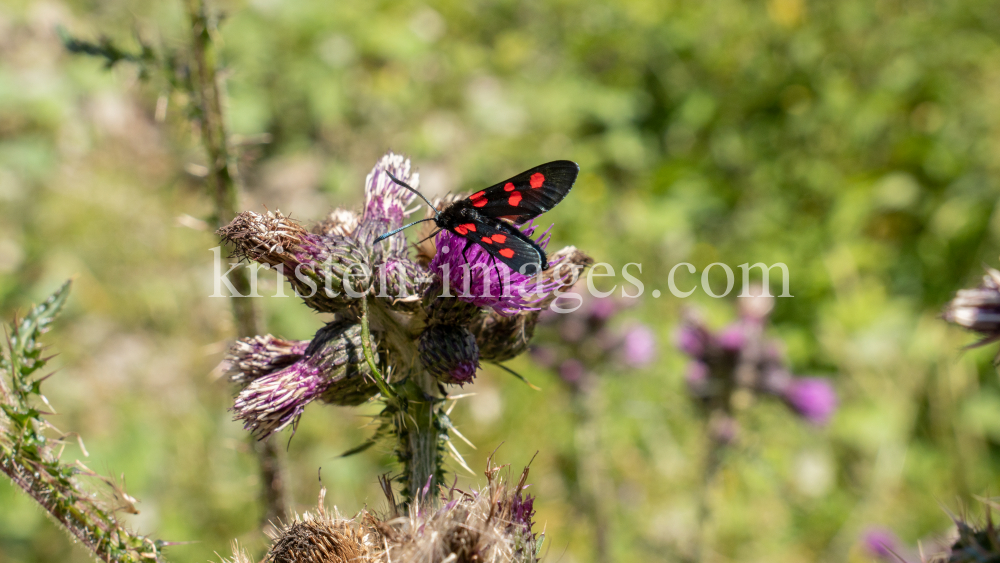 Distel, Schmetterling / Arztal, Ellbögen, Tirol, Österreich by kristen-images.com