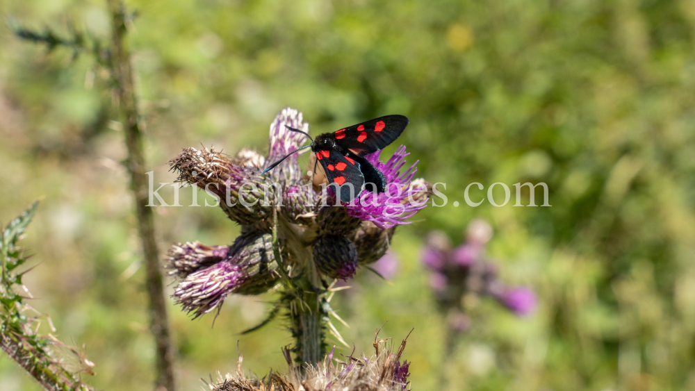 Distel, Schmetterling / Arztal, Ellbögen, Tirol, Österreich by kristen-images.com