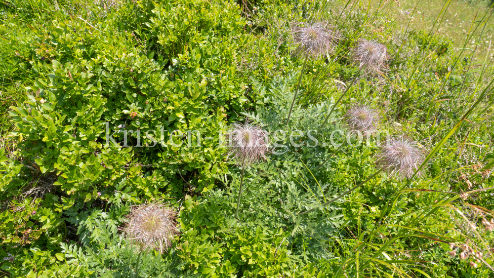 Weisse Alpen-Anemone / Arztal, Ellbögen, Tirol, Österreich by kristen-images.com