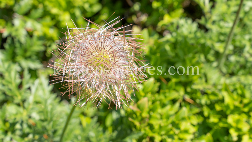 Weisse Alpen-Anemone / Arztal, Ellbögen, Tirol, Österreich by kristen-images.com