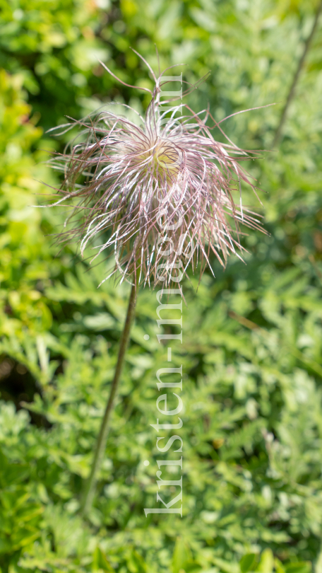 Weisse Alpen-Anemone / Arztal, Ellbögen, Tirol, Österreich by kristen-images.com