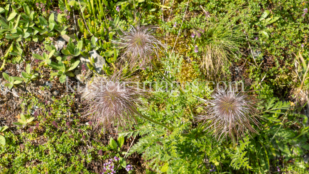 Weisse Alpen-Anemone / Arztal, Ellbögen, Tirol, Österreich by kristen-images.com