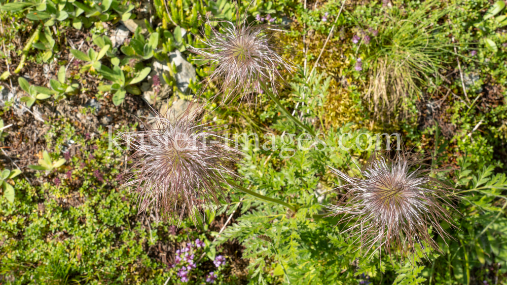 Weisse Alpen-Anemone / Arztal, Ellbögen, Tirol, Österreich by kristen-images.com