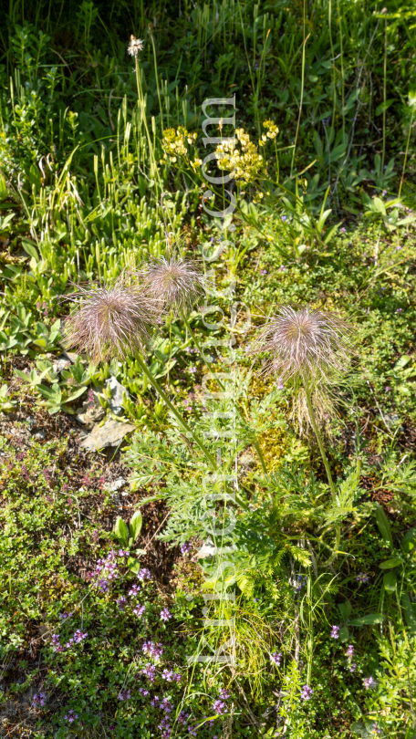 Weisse Alpen-Anemone / Arztal, Ellbögen, Tirol, Österreich by kristen-images.com