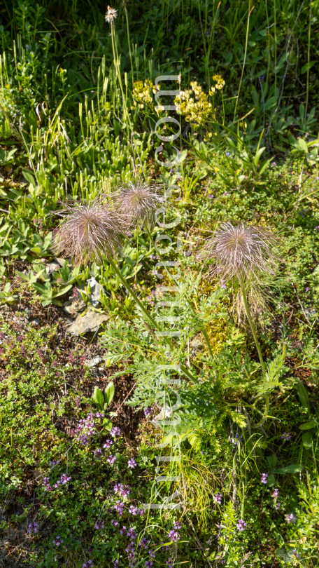 Weisse Alpen-Anemone / Arztal, Ellbögen, Tirol, Österreich by kristen-images.com