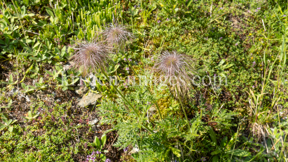 Weisse Alpen-Anemone / Arztal, Ellbögen, Tirol, Österreich by kristen-images.com