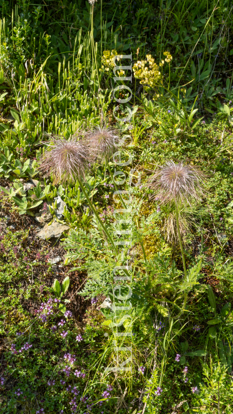 Weisse Alpen-Anemone / Arztal, Ellbögen, Tirol, Österreich by kristen-images.com