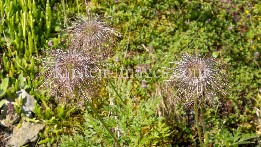 Weisse Alpen-Anemone / Arztal, Ellbögen, Tirol, Österreich by kristen-images.com