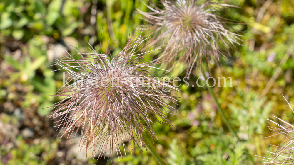 Weisse Alpen-Anemone / Arztal, Ellbögen, Tirol, Österreich by kristen-images.com