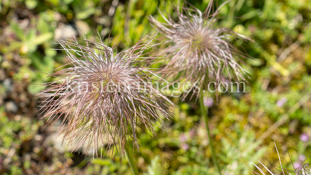 Weisse Alpen-Anemone / Arztal, Ellbögen, Tirol, Österreich by kristen-images.com