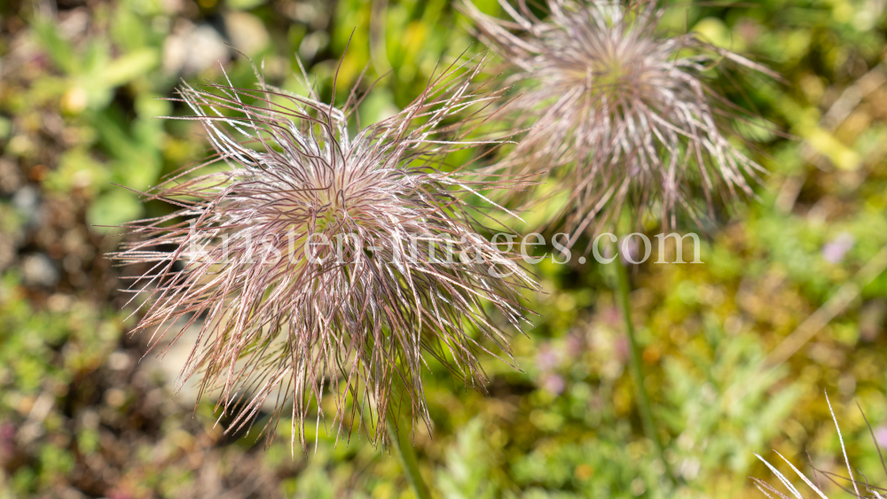 Weisse Alpen-Anemone / Arztal, Ellbögen, Tirol, Österreich by kristen-images.com