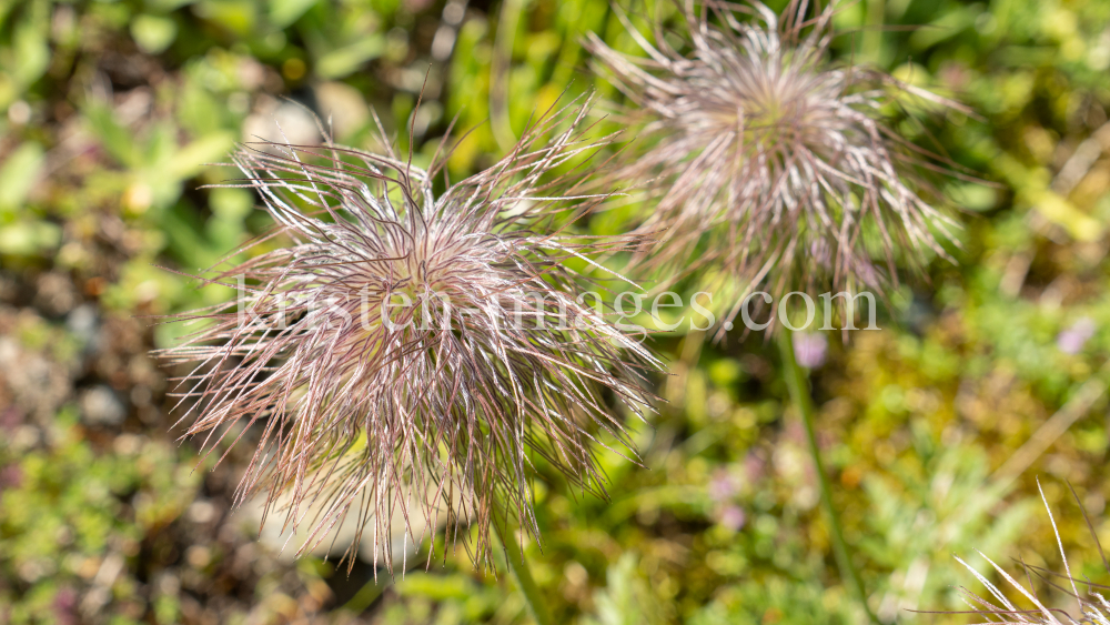 Weisse Alpen-Anemone / Arztal, Ellbögen, Tirol, Österreich by kristen-images.com