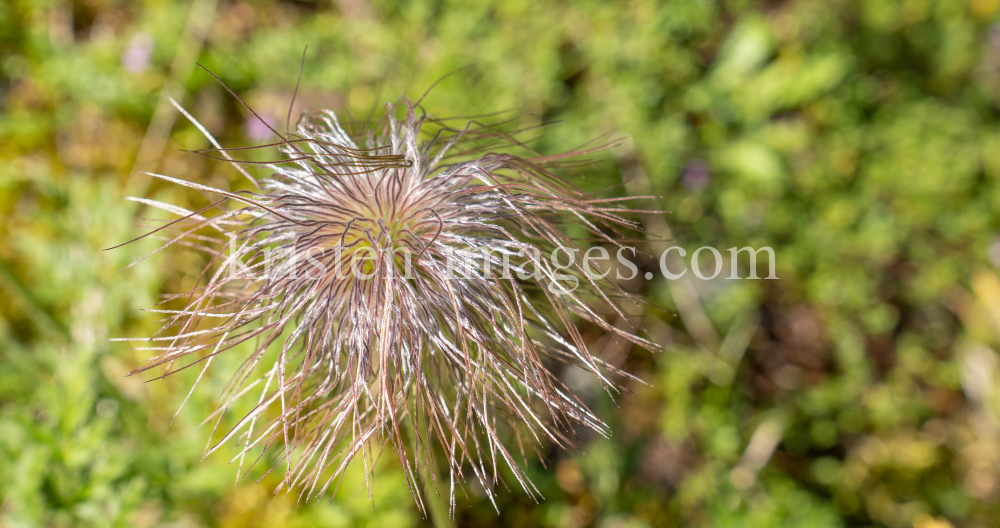 Weisse Alpen-Anemone / Arztal, Ellbögen, Tirol, Österreich by kristen-images.com