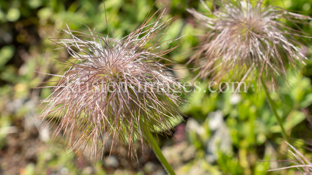 Weisse Alpen-Anemone / Arztal, Ellbögen, Tirol, Österreich by kristen-images.com