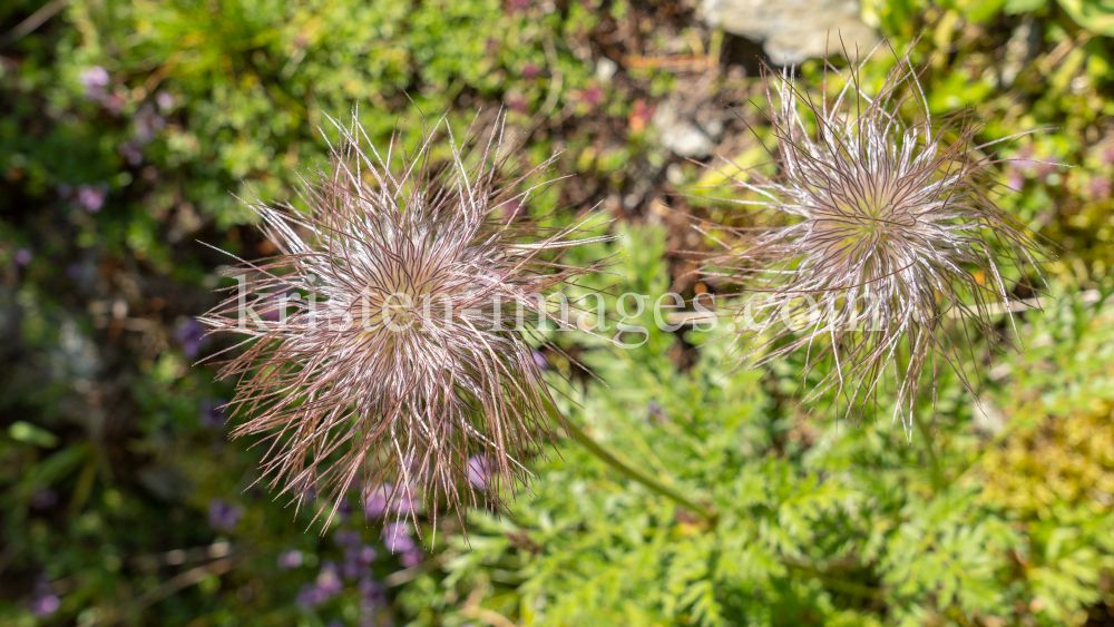 Weisse Alpen-Anemone / Arztal, Ellbögen, Tirol, Österreich by kristen-images.com