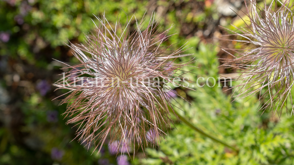 Weisse Alpen-Anemone / Arztal, Ellbögen, Tirol, Österreich by kristen-images.com