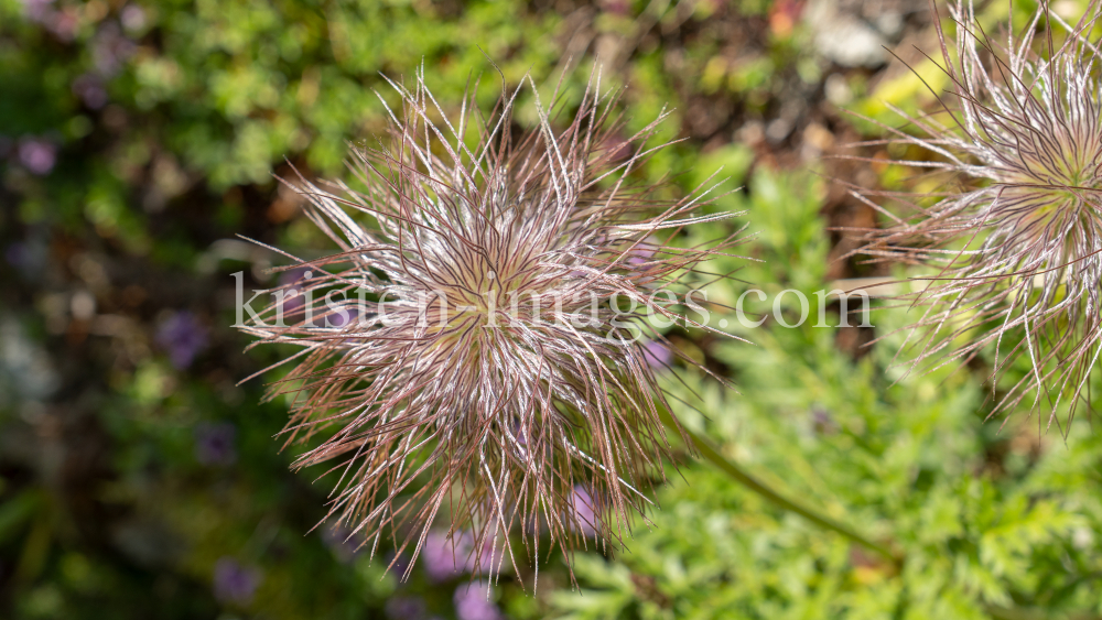 Weisse Alpen-Anemone / Arztal, Ellbögen, Tirol, Österreich by kristen-images.com