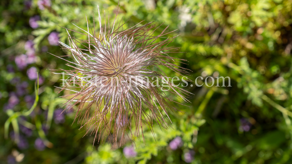 Weisse Alpen-Anemone / Arztal, Ellbögen, Tirol, Österreich by kristen-images.com