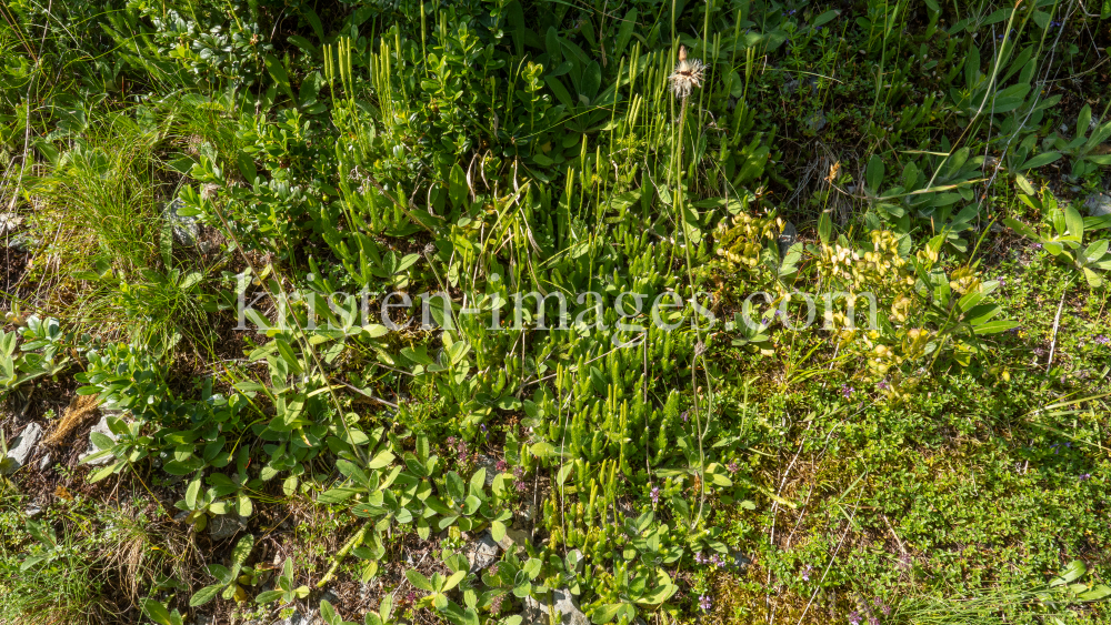 Keulen-Bärlapp / Arztal, Ellbögen, Tirol, Österreich by kristen-images.com