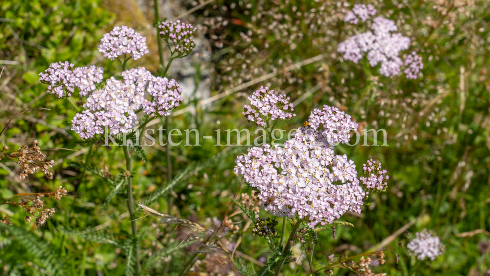 rosablütige Wiesen-Scharfgarbe / Arztal, Ellbögen, Tirol, Österreich by kristen-images.com