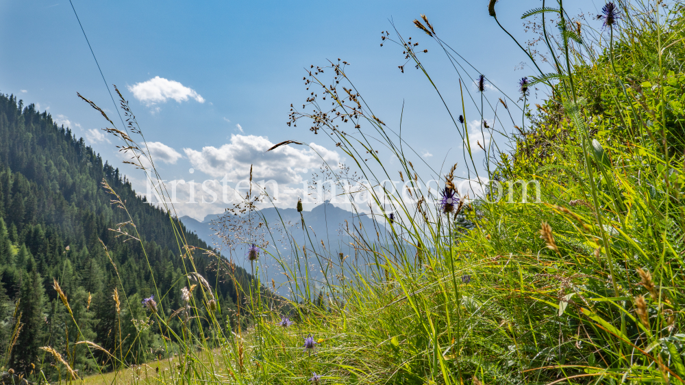 Bergwiese / Arztal, Ellbögen, Tirol, Österreich by kristen-images.com