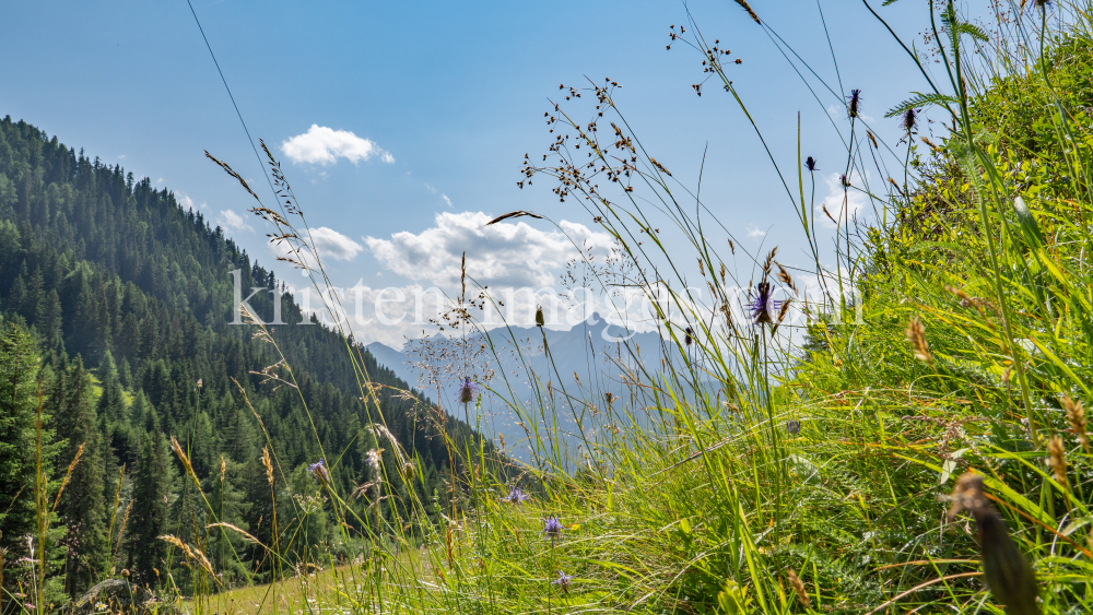 Bergwiese / Arztal, Ellbögen, Tirol, Österreich by kristen-images.com