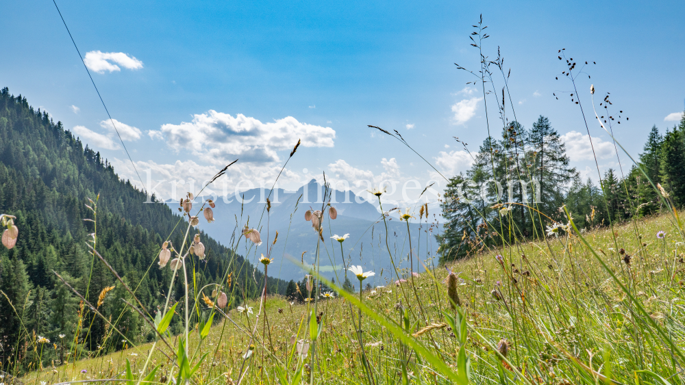 Bergwiese / Arztal, Ellbögen, Tirol, Österreich by kristen-images.com