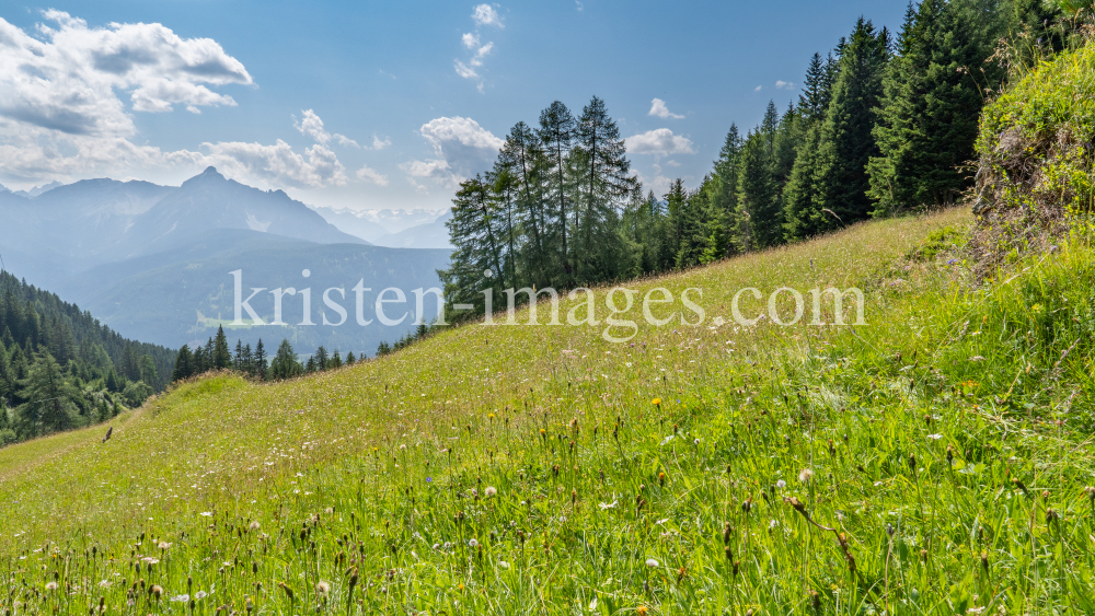 Bergwiese / Arztal, Ellbögen, Tirol, Österreich by kristen-images.com