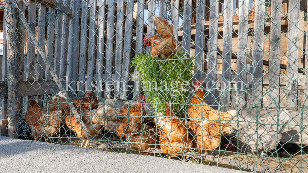Hühner auf einem Bauernhof in Aldrans, Tirol Österreich by kristen-images.com