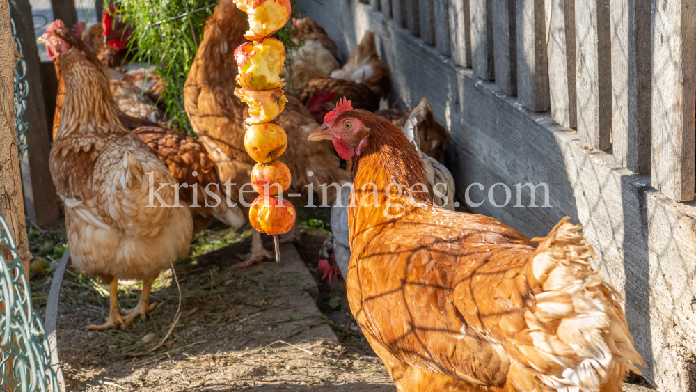 Hühner auf einem Bauernhof in Aldrans, Tirol Österreich by kristen-images.com