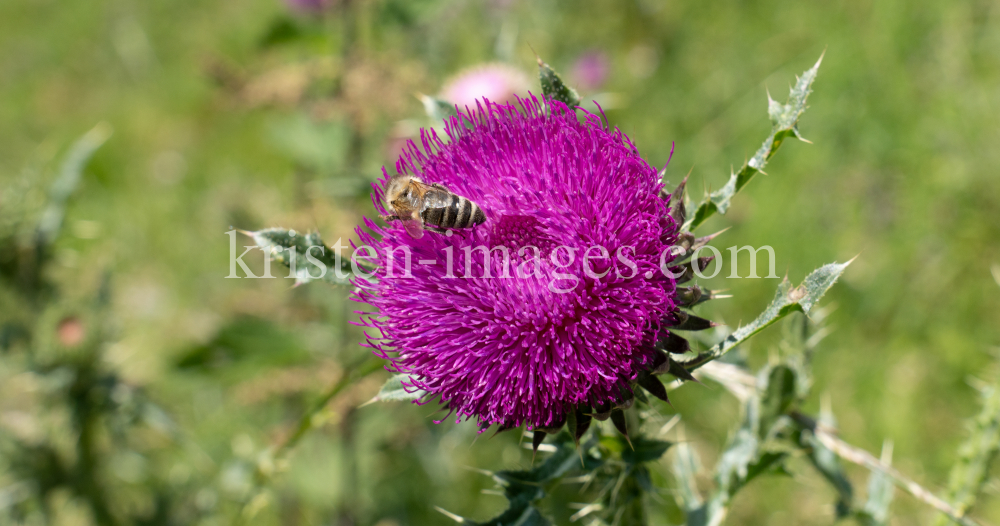 Gewöhnliche Kratzdistel, Biene / Arztal, Ellbögen, Tirol, Österreich by kristen-images.com