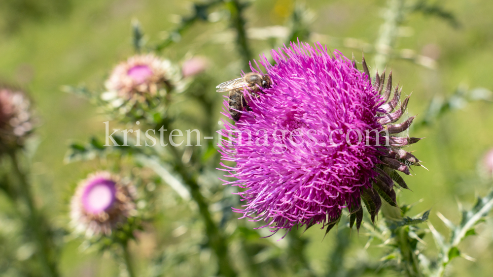 Gewöhnliche Kratzdistel, Biene / Arztal, Ellbögen, Tirol, Österreich by kristen-images.com