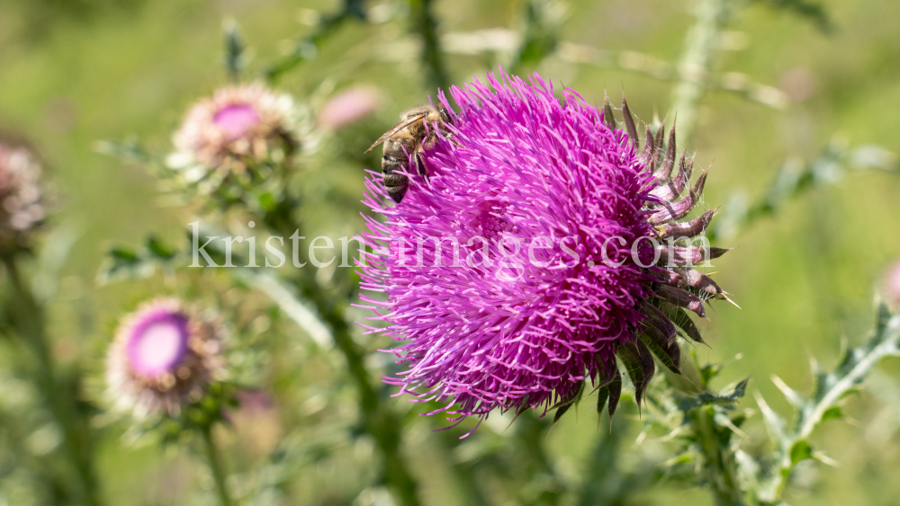 Gewöhnliche Kratzdistel, Biene / Arztal, Ellbögen, Tirol, Österreich by kristen-images.com