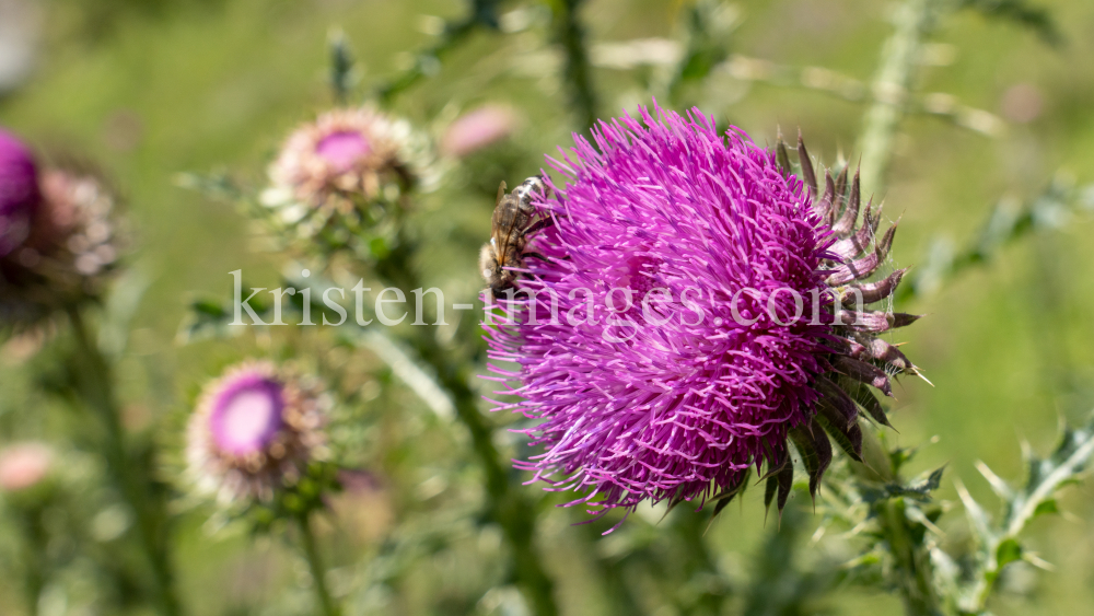 Gewöhnliche Kratzdistel, Biene / Arztal, Ellbögen, Tirol, Österreich by kristen-images.com