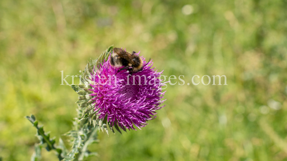 Gewöhnliche Kratzdistel, Biene / Arztal, Ellbögen, Tirol, Österreich by kristen-images.com