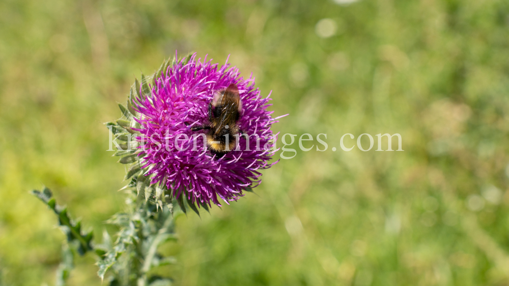 Gewöhnliche Kratzdistel, Biene / Arztal, Ellbögen, Tirol, Österreich by kristen-images.com